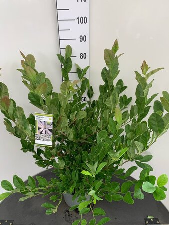 Magnolia stellata 60-80 cm cont. 7,5L - afbeelding 2