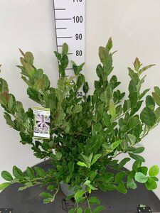 Magnolia stellata 60-80 cm cont. 7,5L - afbeelding 2