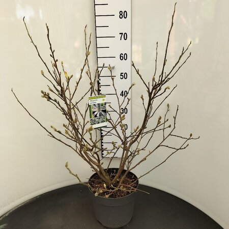 Magnolia stellata 60-80 cm cont. 7,5L - afbeelding 4