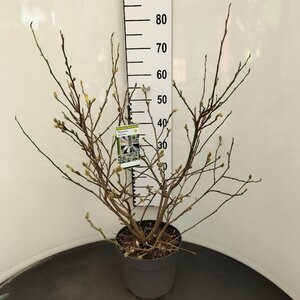 Magnolia stellata 60-80 cm cont. 7,5L - afbeelding 4