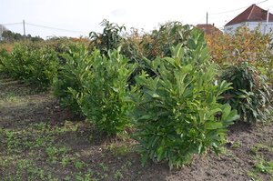 Magnolia stellata 60-80 cm met kluit - afbeelding 7