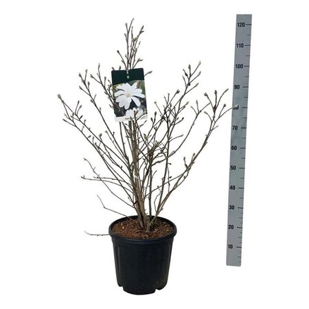 Magnolia stellata 80-100 cm cont. 15L - afbeelding 3