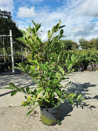Magnolia stellata 80-100 cm cont. 15L - afbeelding 1
