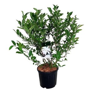 Magnolia stellata 80-100 cm cont. 15L - afbeelding 4