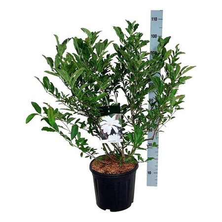 Magnolia stellata 80-100 cm cont. 15L - afbeelding 6