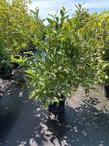 Magnolia stellata 80-100 cm cont. 40L