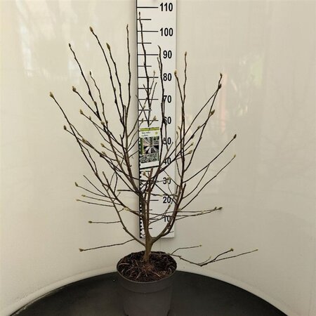 Magnolia stellata 80-100 cm cont. 7,5L - afbeelding 1