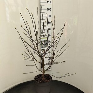 Magnolia stellata 80-100 cm cont. 7,5L