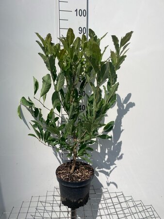 Magnolia stellata 80-100 cm cont. 7,5L - afbeelding 2