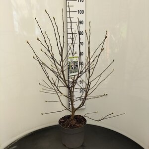 Magnolia stellata 80-100 cm cont. 7,5L