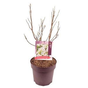 Magnolia stellata 80-90 cm cont. 10L