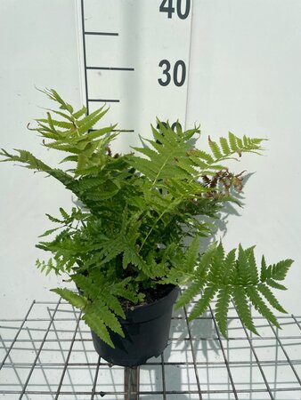 Matteuccia struthiopteris geen maat specificatie cont. 2,0L - afbeelding 2