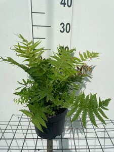 Matteuccia struthiopteris geen maat specificatie cont. 2,0L - afbeelding 2