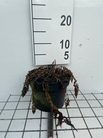 Matteuccia struthiopteris geen maat specificatie cont. 2,0L - afbeelding 3