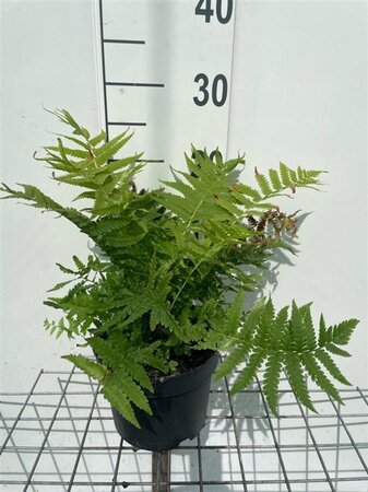 Matteuccia struthiopteris geen maat specificatie cont. 2,0L - afbeelding 3