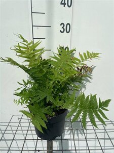 Matteuccia struthiopteris geen maat specificatie cont. 2,0L - afbeelding 3