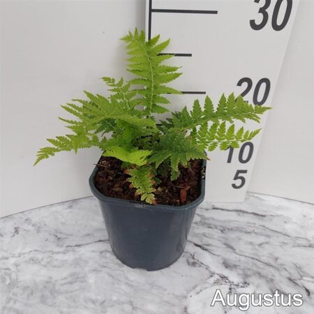 Matteuccia struthiopteris geen maat specificatie cont. 2,0L - afbeelding 1