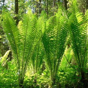 Matteuccia struthiopteris geen maat specificatie 0,55L/P9cm - afbeelding 8