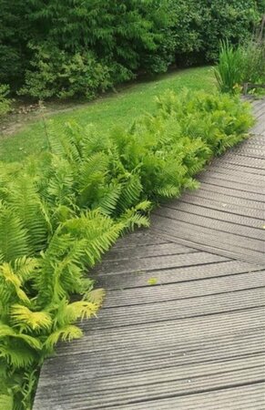 Matteuccia struthiopteris geen maat specificatie 0,55L/P9cm - afbeelding 5