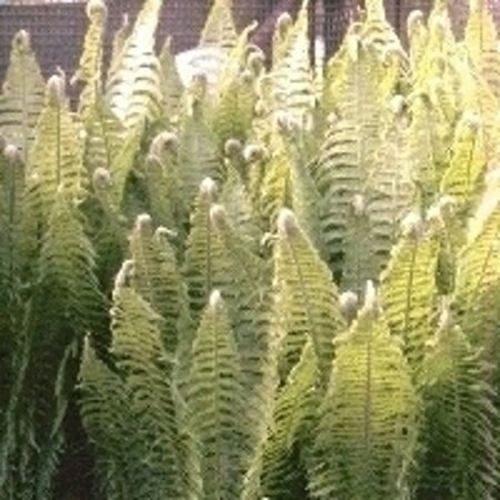 Matteuccia struthiopteris geen maat specificatie 0,55L/P9cm - afbeelding 5