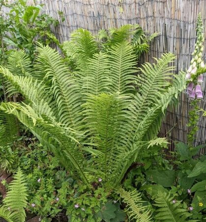 Matteuccia struthiopteris geen maat specificatie 0,55L/P9cm - afbeelding 7