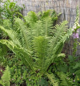 Matteuccia struthiopteris geen maat specificatie 0,55L/P9cm - afbeelding 7