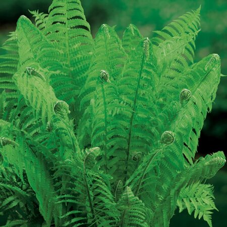 Matteuccia struthiopteris geen maat specificatie 0,55L/P9cm - afbeelding 9