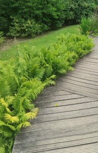 Matteuccia struthiopteris geen maat specificatie 0,55L/P9cm - afbeelding 8