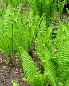 Matteuccia struthiopteris geen maat specificatie 0,55L/P9cm