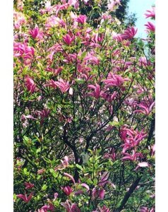 Magnolia 'Susan' 100-125 cm cont. 20L - afbeelding 2