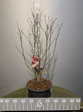 Magnolia 'Susan' 100-125 cm cont. 20L - afbeelding 1