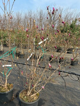Magnolia 'Susan' 100-125 cm cont. 20L - afbeelding 9