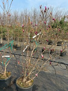 Magnolia 'Susan' 100-125 cm cont. 20L - afbeelding 9