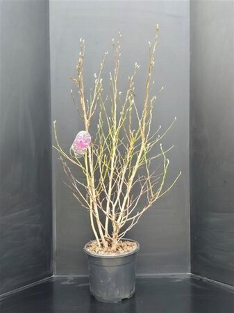 Magnolia 'Susan' 100-125 cm cont. 20L - afbeelding 2