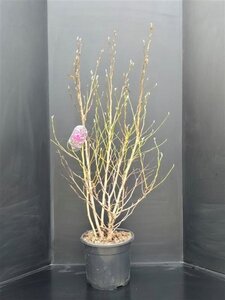 Magnolia 'Susan' 100-125 cm cont. 20L - afbeelding 2