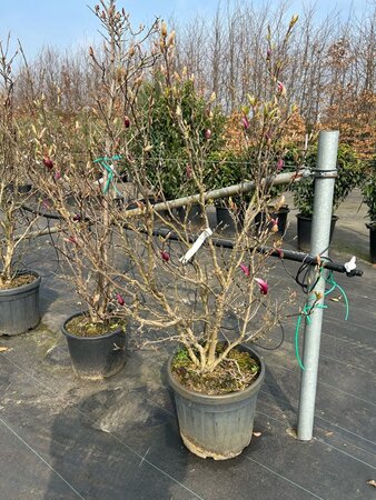 Magnolia 'Susan' 100-125 cm cont. 20L - afbeelding 8