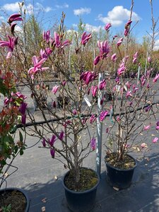 Magnolia 'Susan' 100-125 cm cont. 20L - afbeelding 7