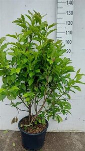 Magnolia 'Susan' 100-125 cm cont. 20L - afbeelding 4