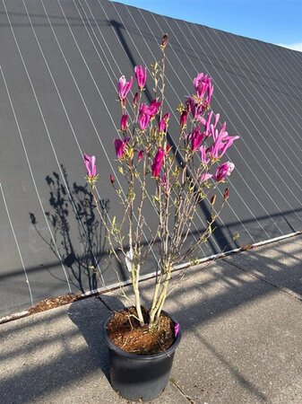 Magnolia 'Susan' 100-125 cm cont. 20L - afbeelding 2