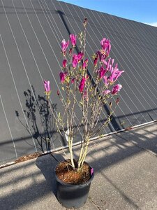 Magnolia 'Susan' 100-125 cm cont. 20L - afbeelding 2