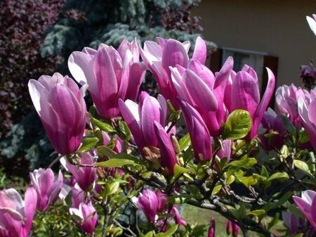Magnolia 'Susan' 100-125 cm cont. 20L - afbeelding 10