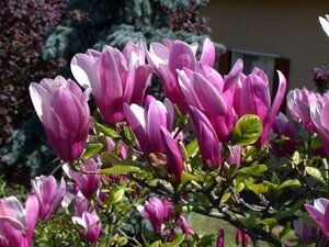 Magnolia 'Susan' 100-125 cm cont. 20L - afbeelding 10