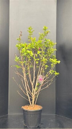 Magnolia 'Susan' 100-125 cm cont. 20L - afbeelding 3