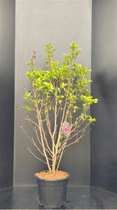 Magnolia 'Susan' 100-125 cm cont. 20L - afbeelding 3