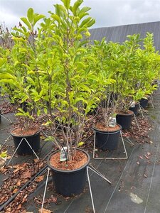 Magnolia 'Susan' 100-125 cm cont. 20L - afbeelding 5