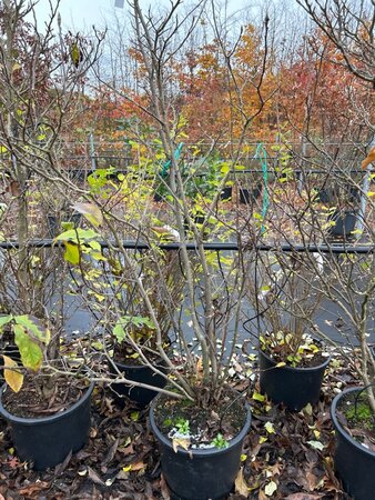 Magnolia 'Susan' 100-125 cm cont. 20L - afbeelding 6