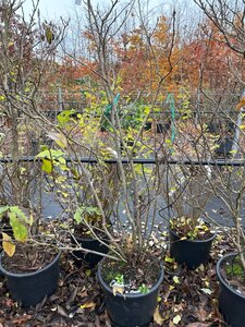 Magnolia 'Susan' 100-125 cm cont. 20L - afbeelding 6