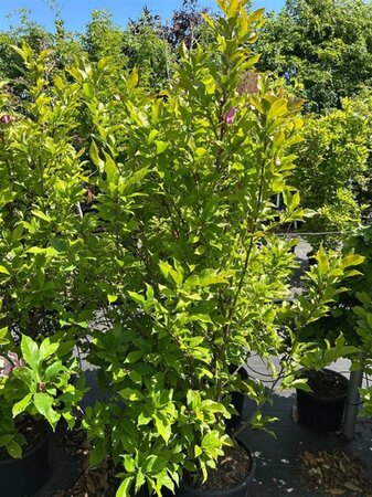 Magnolia 'Susan' 100-125 cm cont. 20L - afbeelding 3