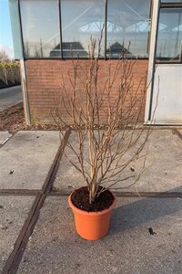 Magnolia 'Susan' 125-150 cm cont. 20L