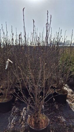 Magnolia 'Susan' 125-150 cm cont. 20L - afbeelding 3